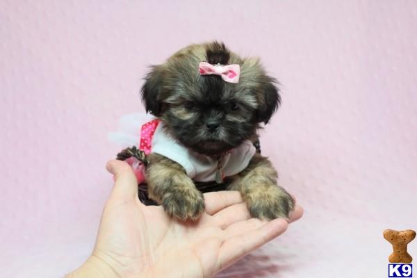 lvpuppyheaven Picture 3